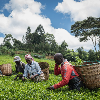 KENYAN AGRICULTURAL EXPORTERS: NAVIGATING INFLATION AND TARIFF CHALLENGES