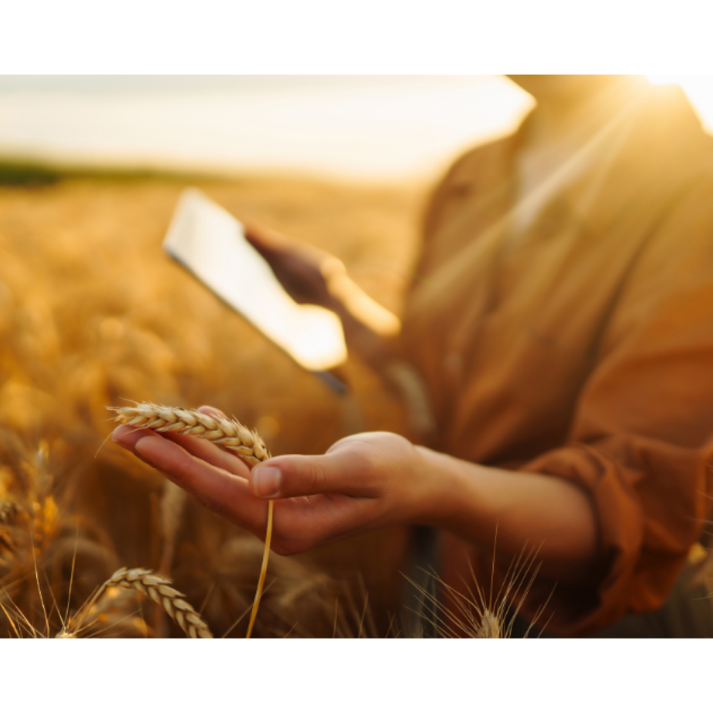 AgriTech Solutions for Smallholder Farmers in Kenya