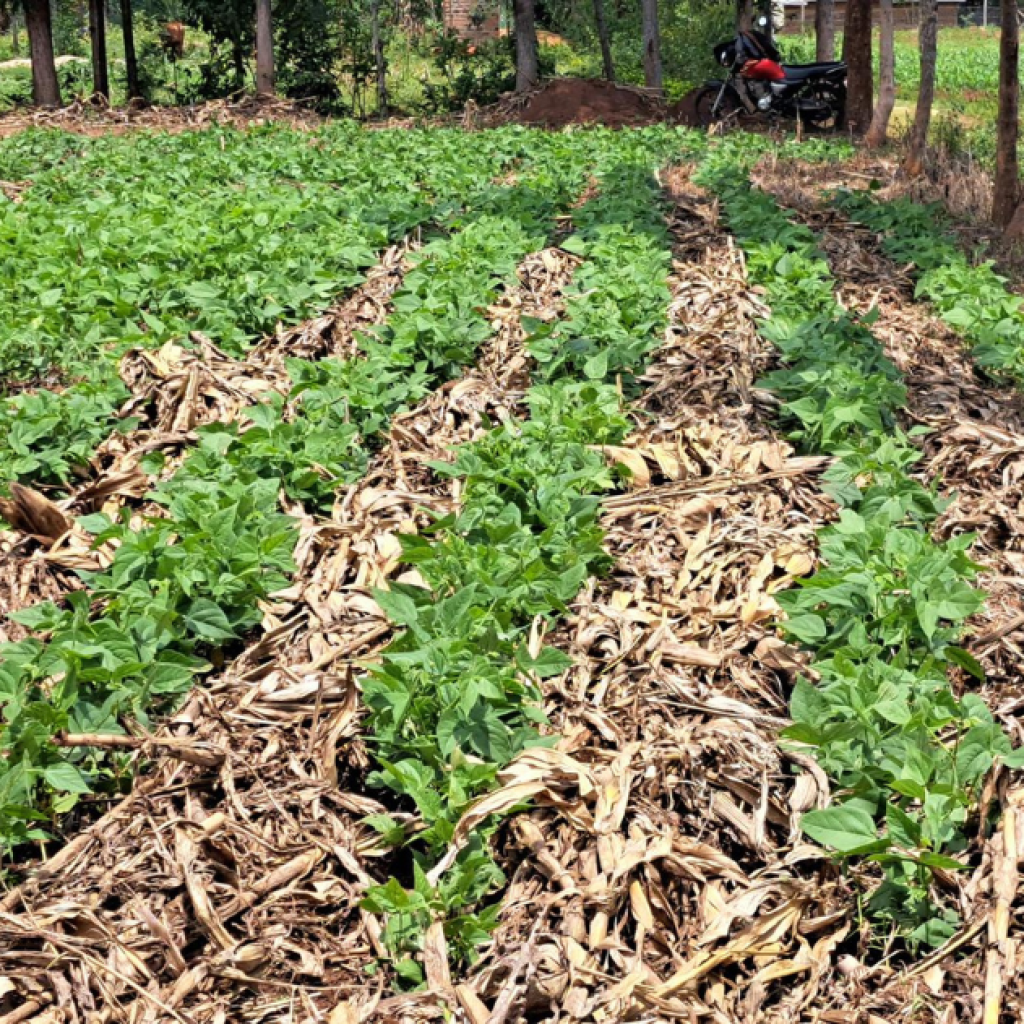 Carbon farming and its profitability for local farmers