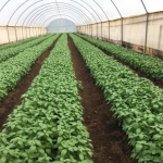 High-Value And Rare Farming Products For The Kenyan Market