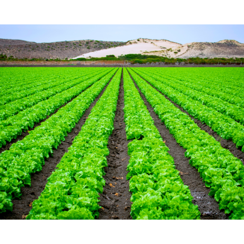 How AI is being used in precision agriculture and food security initiatives in Kenya