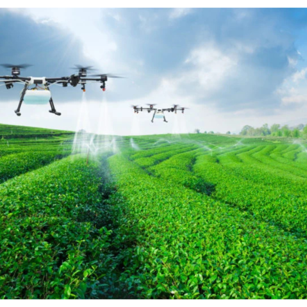 Kenya’s shift toward urban farming and its impact on rural agriculture