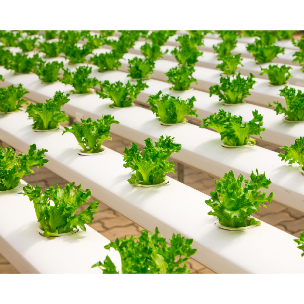 The effectiveness and adoption of vertical farming methods in  urban Kenya