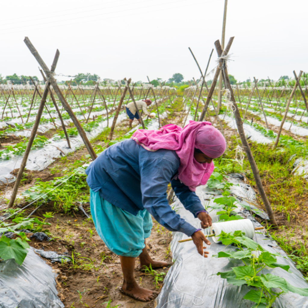 KENYA'S AGRICULTURAL ADAPTATION STRATEGIES
