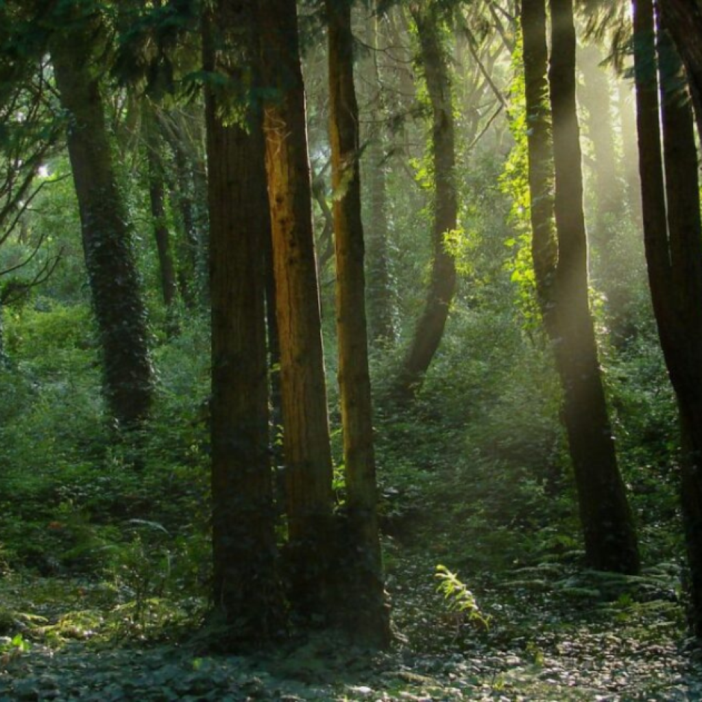 KENYA'S CARBON CREDIT INITIATIVES